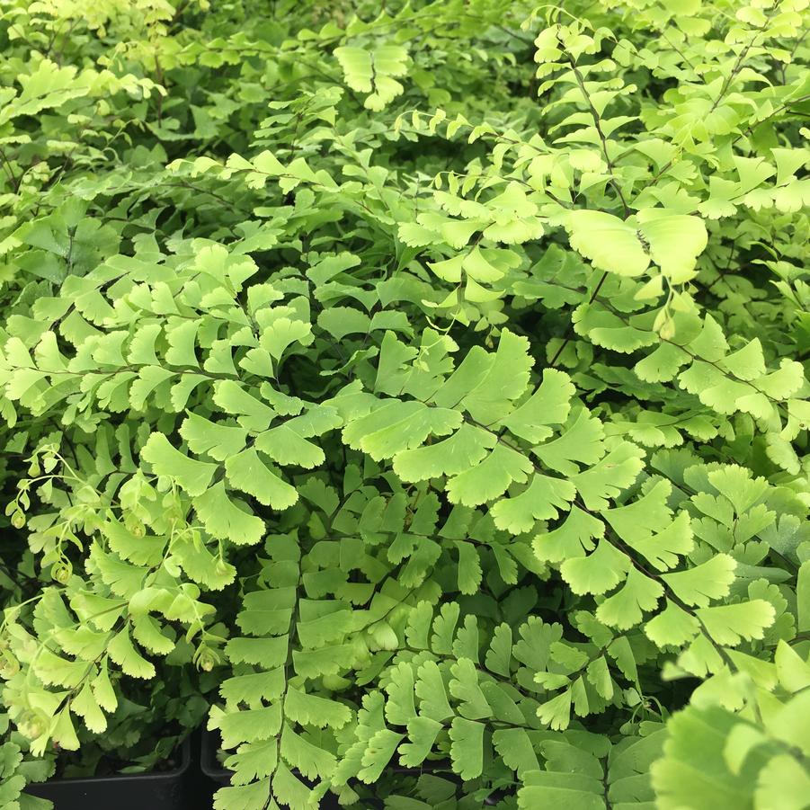 Adiantum pedatum - Northern Maidenhair fern from Babikow Wholesale Nursery