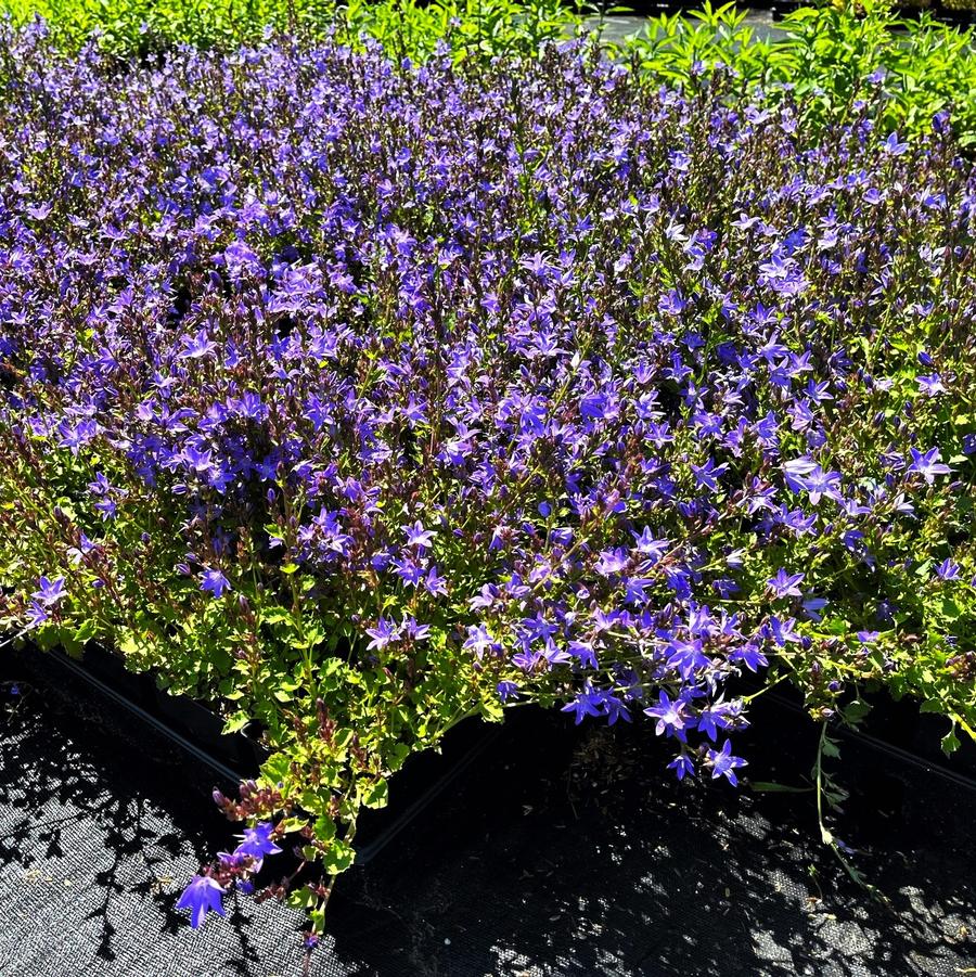 Campanula pos. 'Blue Waterfalls' - Serbirian Bellflower from Babikow Wholesale Nursery