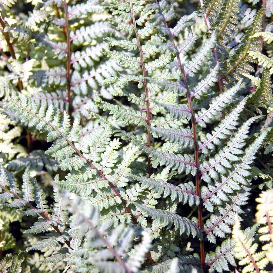 Athyrium x 'Ghost' - Ghost fern from Babikow Wholesale Nursery