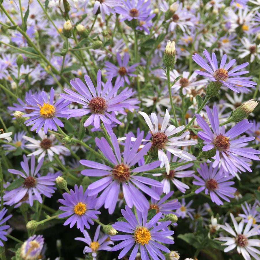 Aster lae. 'Bluebird' - Smooth Blue Aster from Babikow Wholesale Nursery