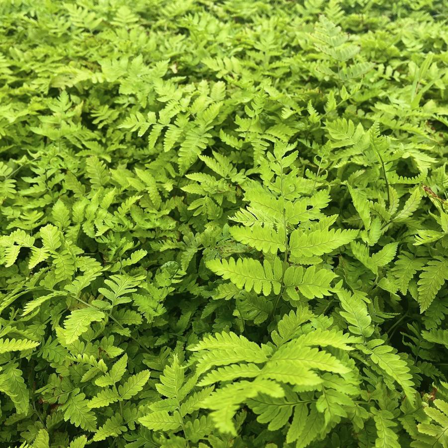 Dryopteris goldiana - Goldies fern from Babikow Wholesale Nursery