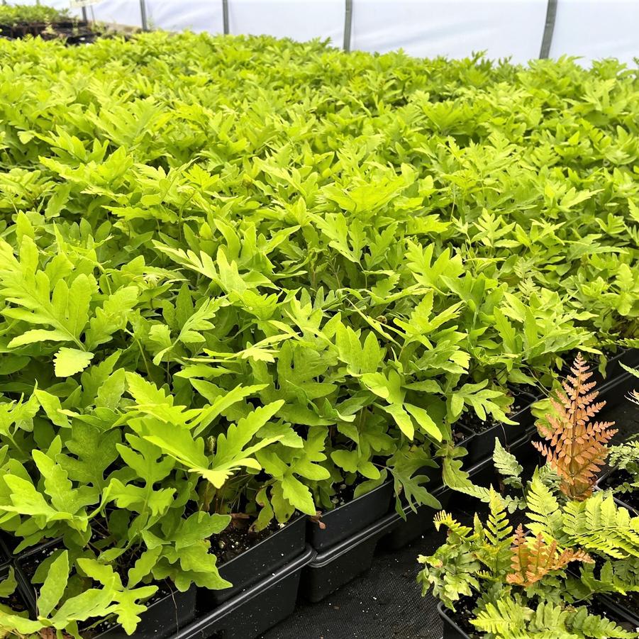 Onoclea sensibilis - Sensitive fern from Babikow Wholesale Nursery