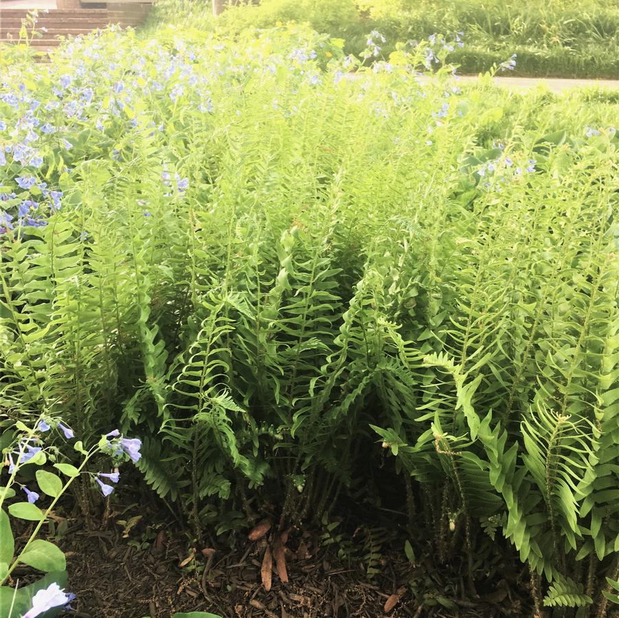 Polystichum acrostichoides - Christmas Fern from Babikow Wholesale Nursery