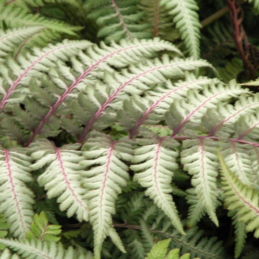 Athyrium nip. 'Pictum' - Japanese Painted fern from Babikow Wholesale Nursery