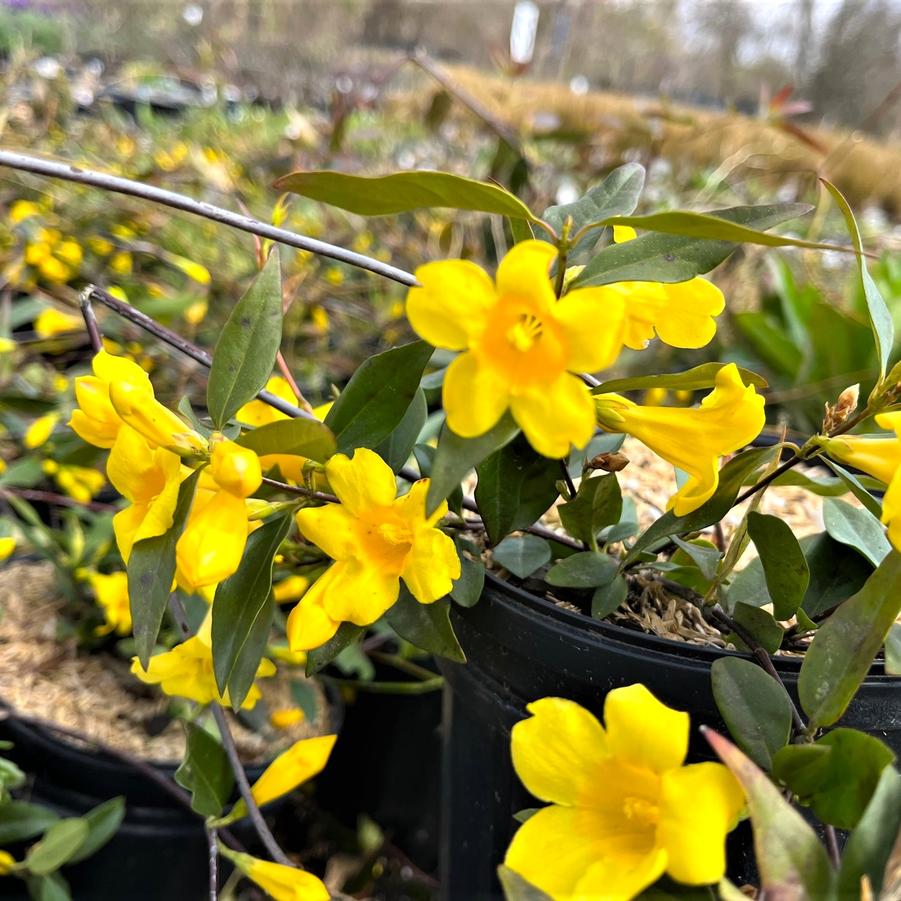 Gelsemium semp. 'Margarita' - Carolina Jessamine from Babikow Wholesale Nursery