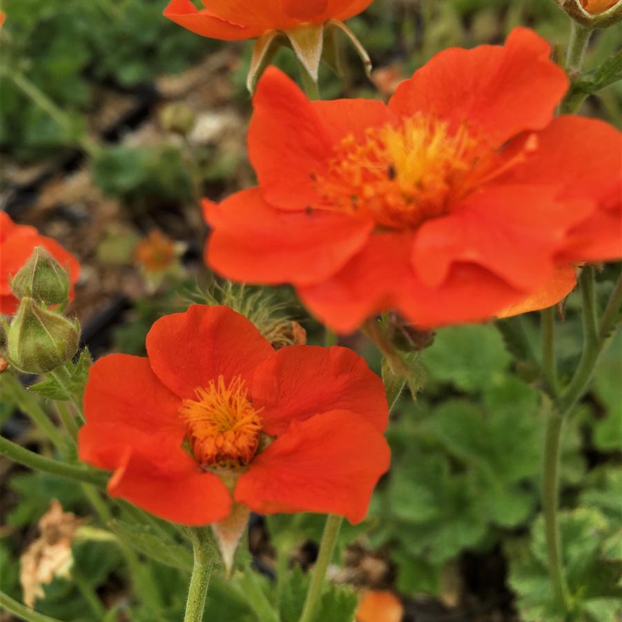 Geum coc. 'Borisii' - Avens from Babikow Wholesale Nursery