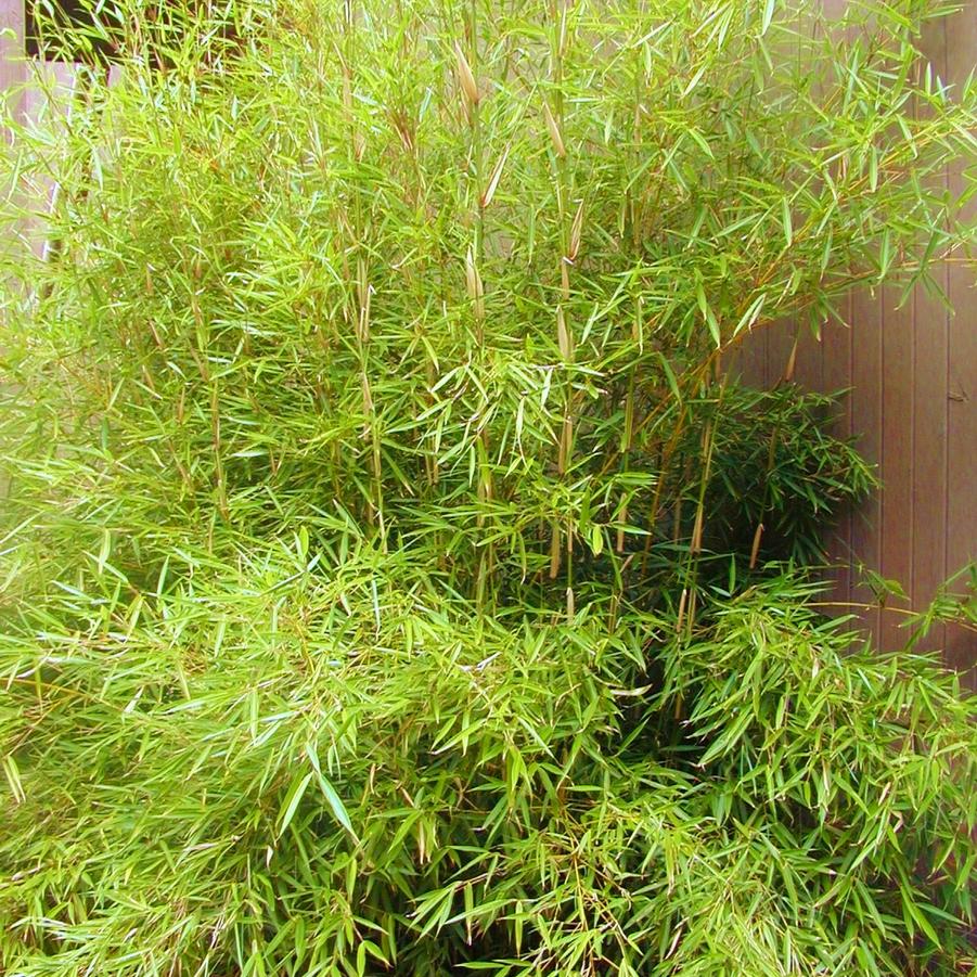 Fargesia robusta - Clumping Bamboo from Babikow Wholesale Nursery