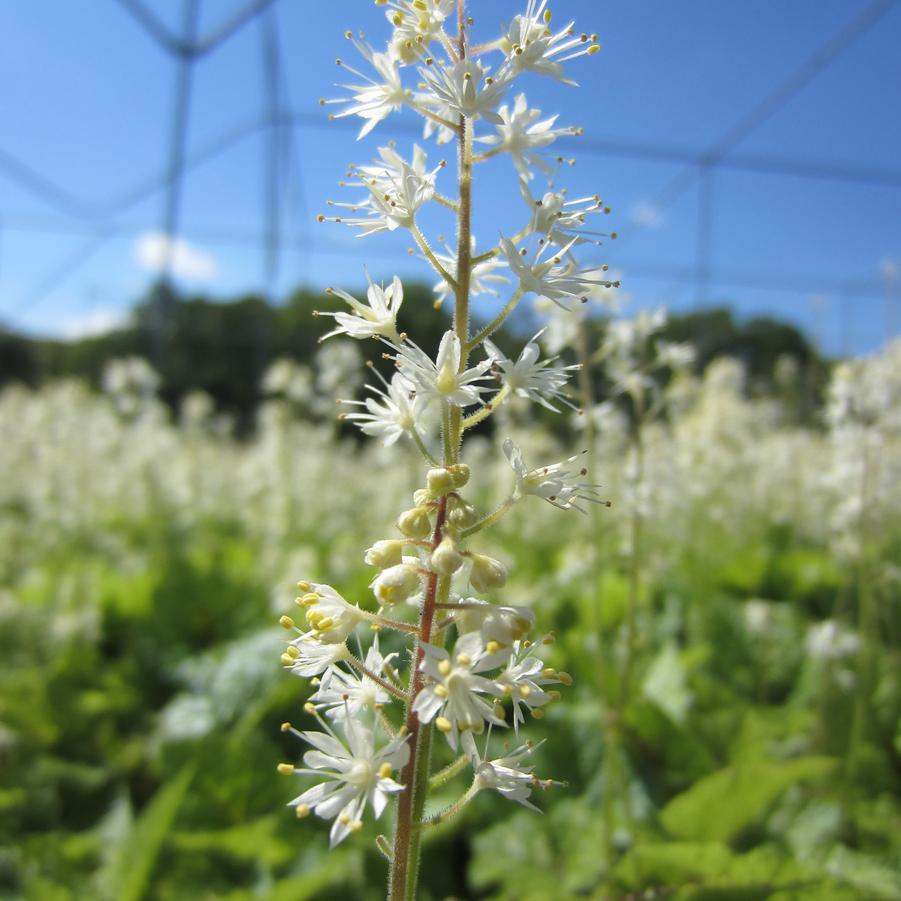 Tiarella cor. 'Brandywine' - Foamflower from Babikow Wholesale Nursery