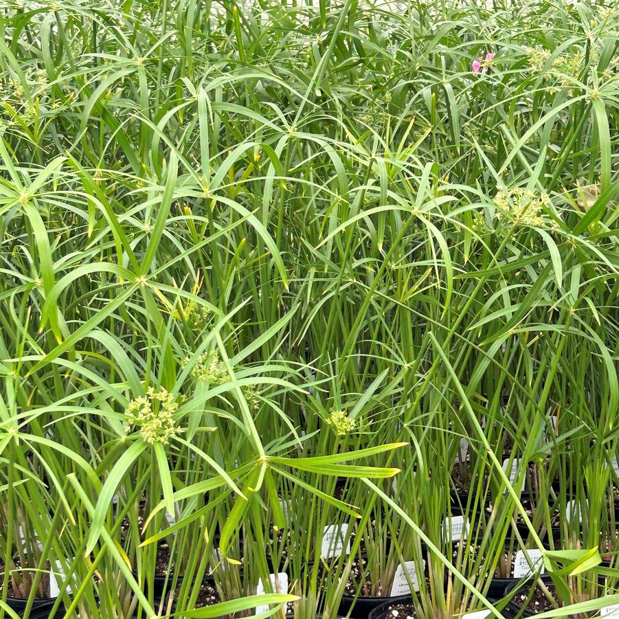Cyperus papyrus - from Babikow