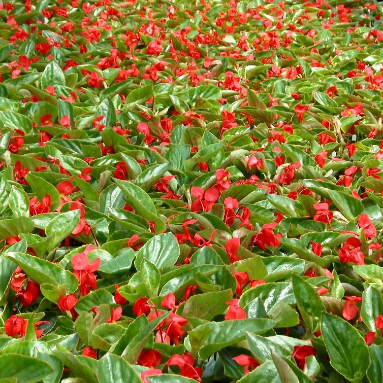 Begonia Dragon Wing 'Red' - Begonia from Babikow Wholesale Nursery