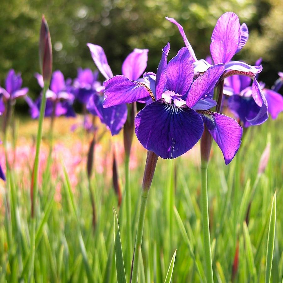 Iris sib. 'Caesar's Brother' - Siberian Iris from Babikow Wholesale Nursery