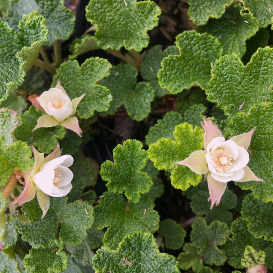 Rubus calcynoides - Creeping Raspberry from Babikow Wholesale Nursery