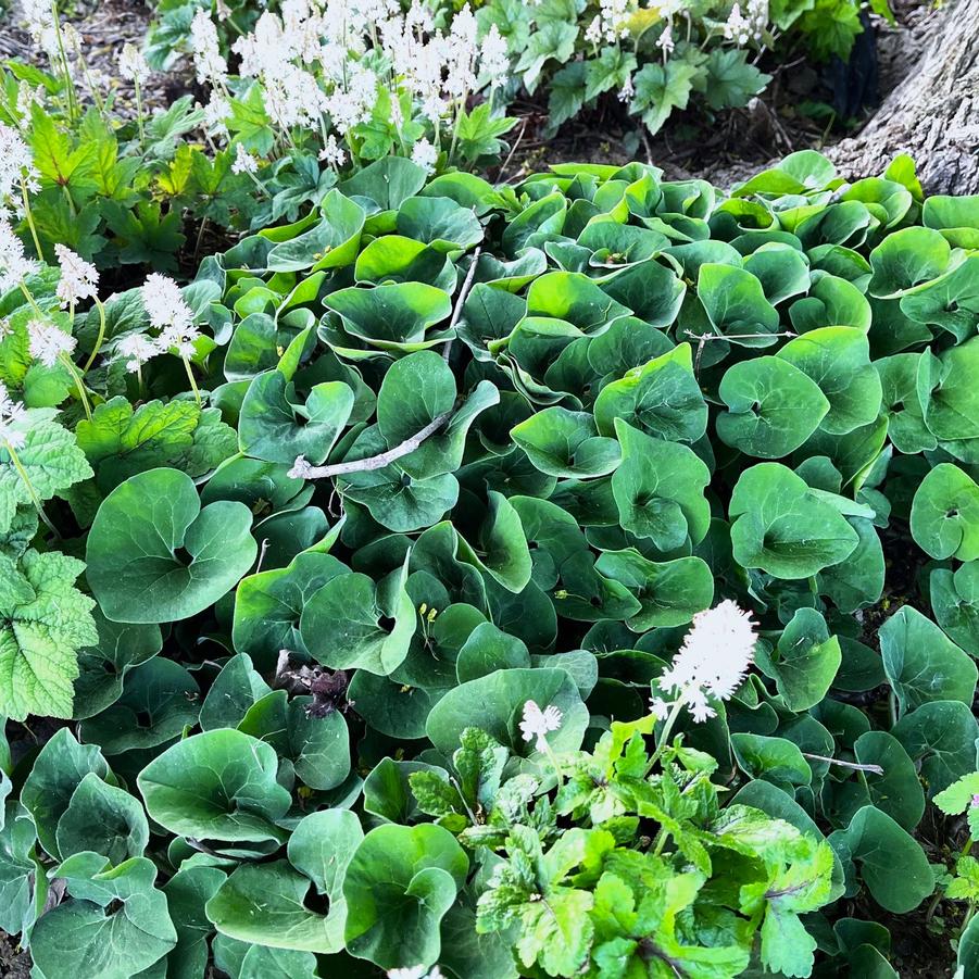 Asarum canadense - Canadian Wild Ginger from Babikow Wholesale Nursery