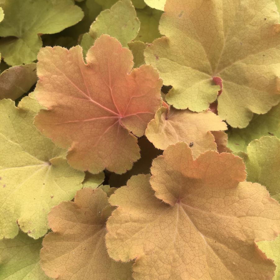 Heuchera vil. 'Caramel' - Coral bells from Babikow Wholesale Nursery