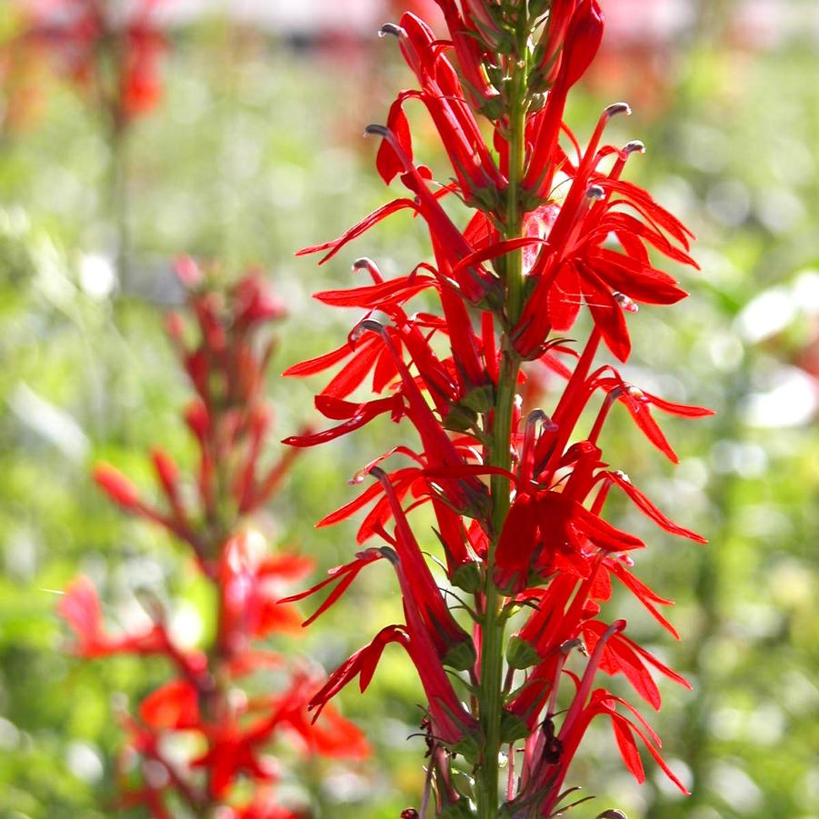 Lobelia cardinalis - Cardinal Flower from Babikow Wholesale Nursery