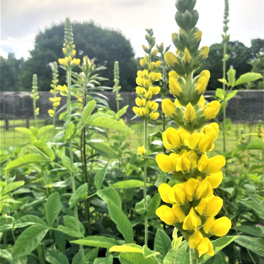 Thermopsis caroliniana - Carolina Lupine from Babikow Wholesale Nursery