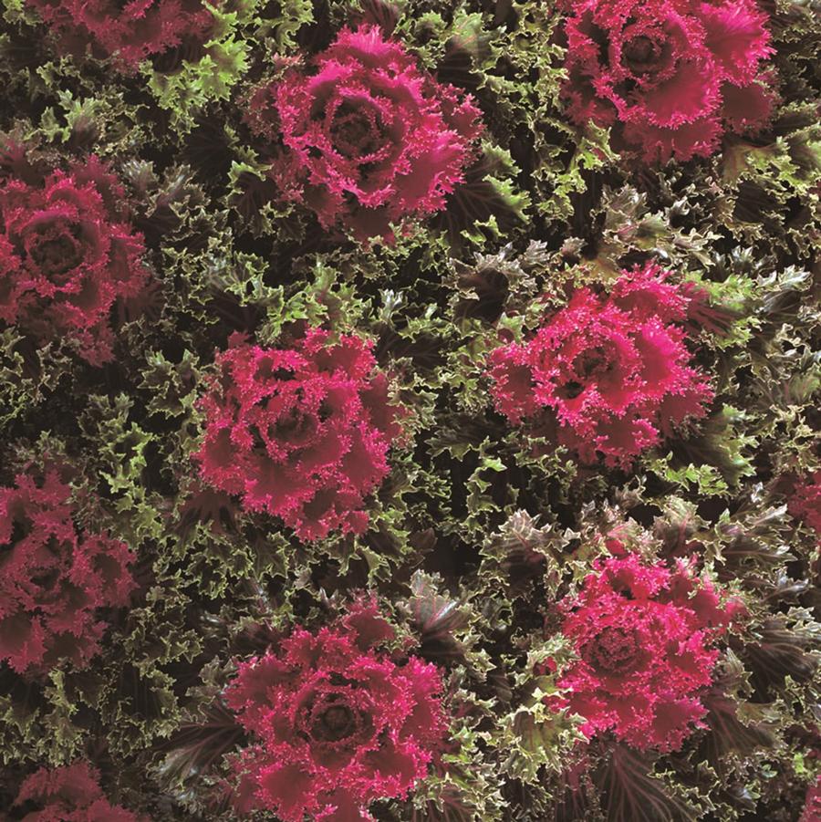 Kale 'Glamour Red' - Ornamental Kale from Babikow Wholesale Nursery