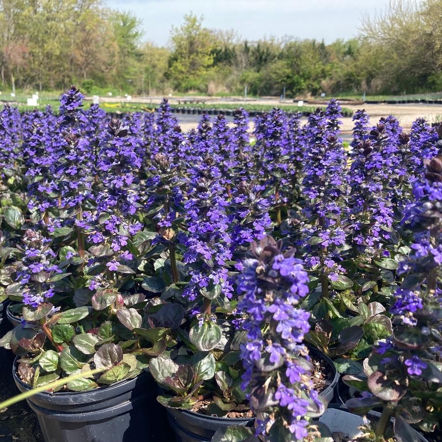 Ajuga 'Catlin's Giant' - Bugleweed from Babikow Wholesale Nursery