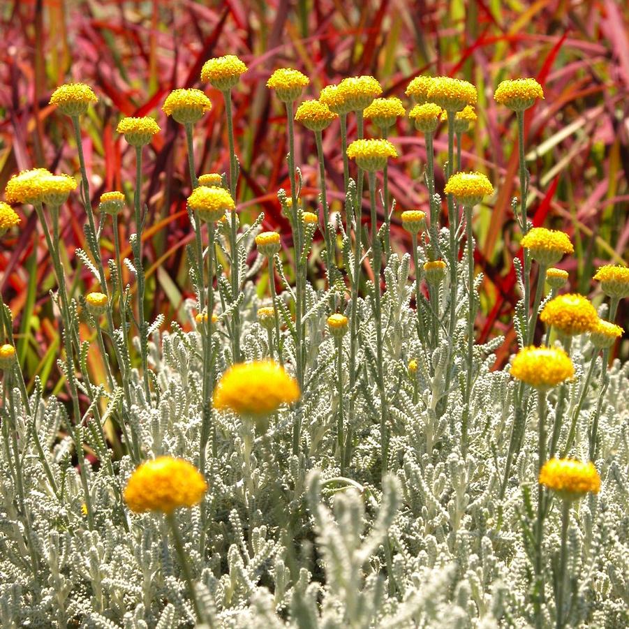 Santolina cha. 'ssp. nana' - Lavender Cotton from Babikow Wholesale Nursery