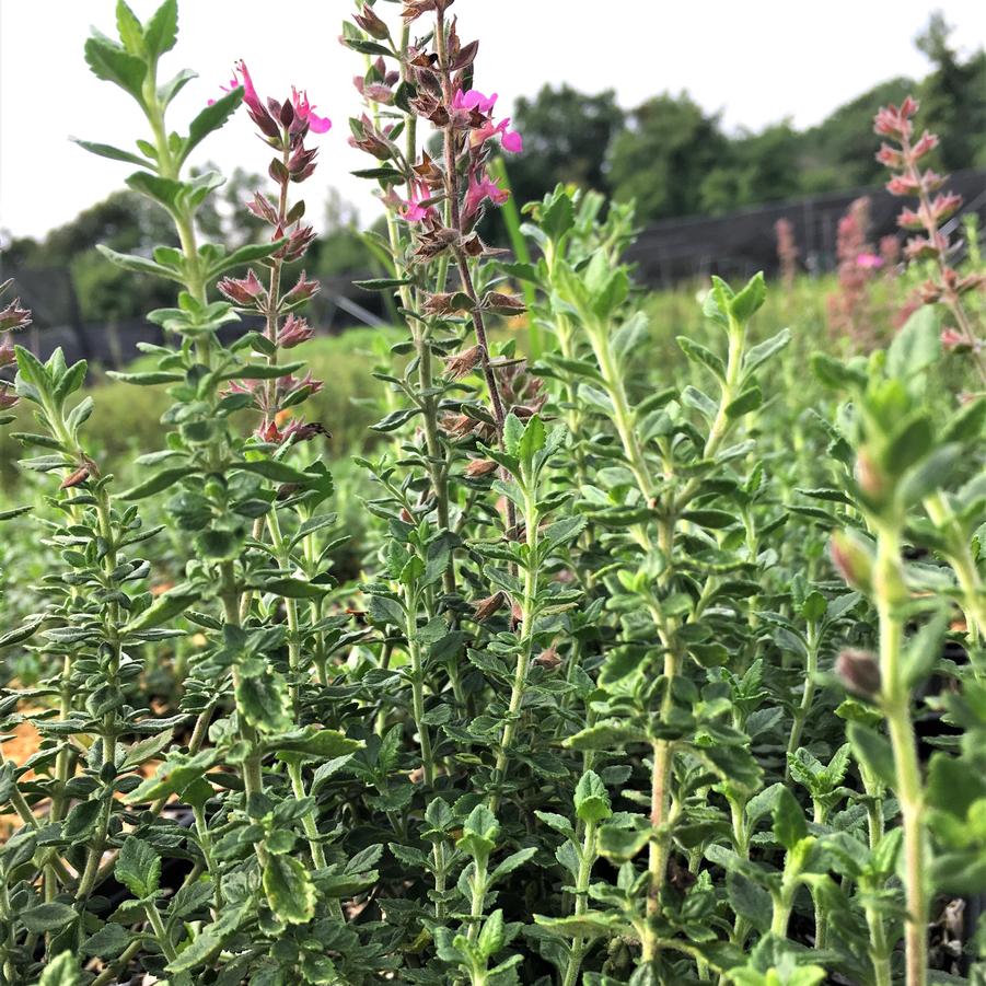 Teucrium chamaedrys - Germander from Babikow Wholesale Nursery