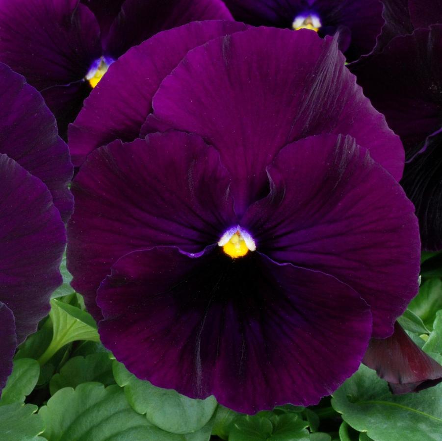 Pansy Matrix Purple