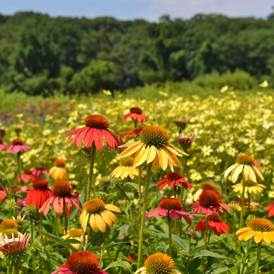 Echinacea 'Cheyenne Spirit' - Coneflower from Babikow Wholesale Nursery