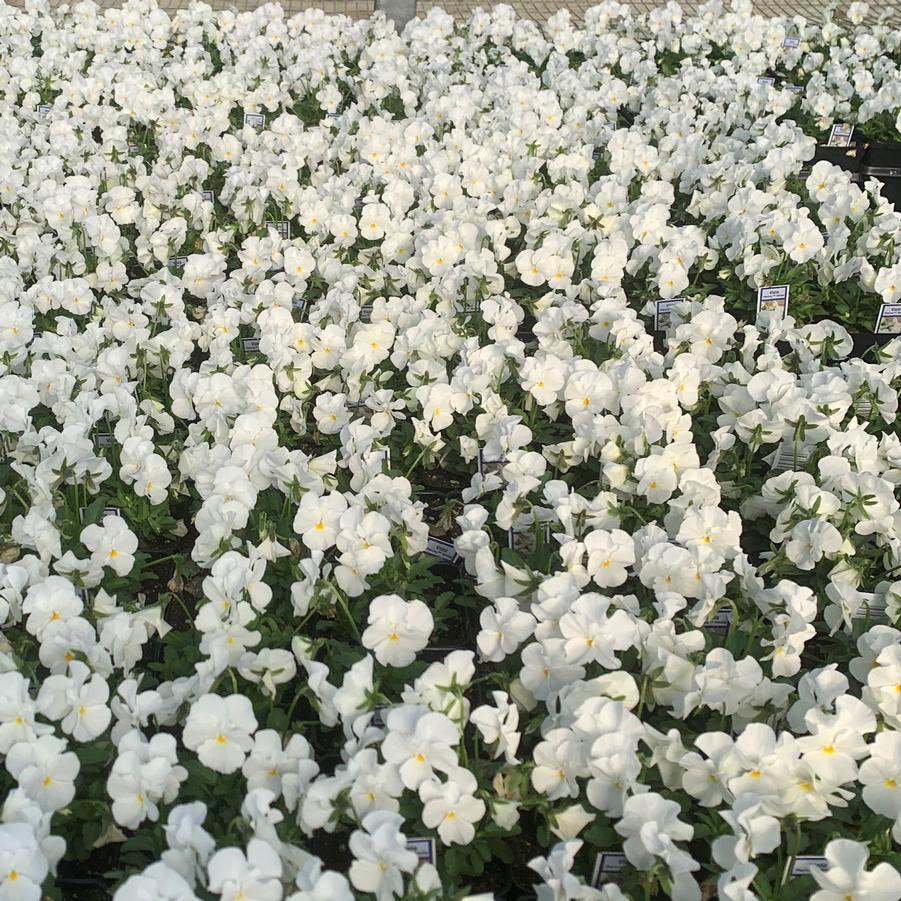 Viola Penny 'White' - from Babikow Wholesale Nursery