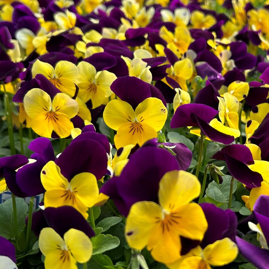 Viola Penny Yellow Jump-Up