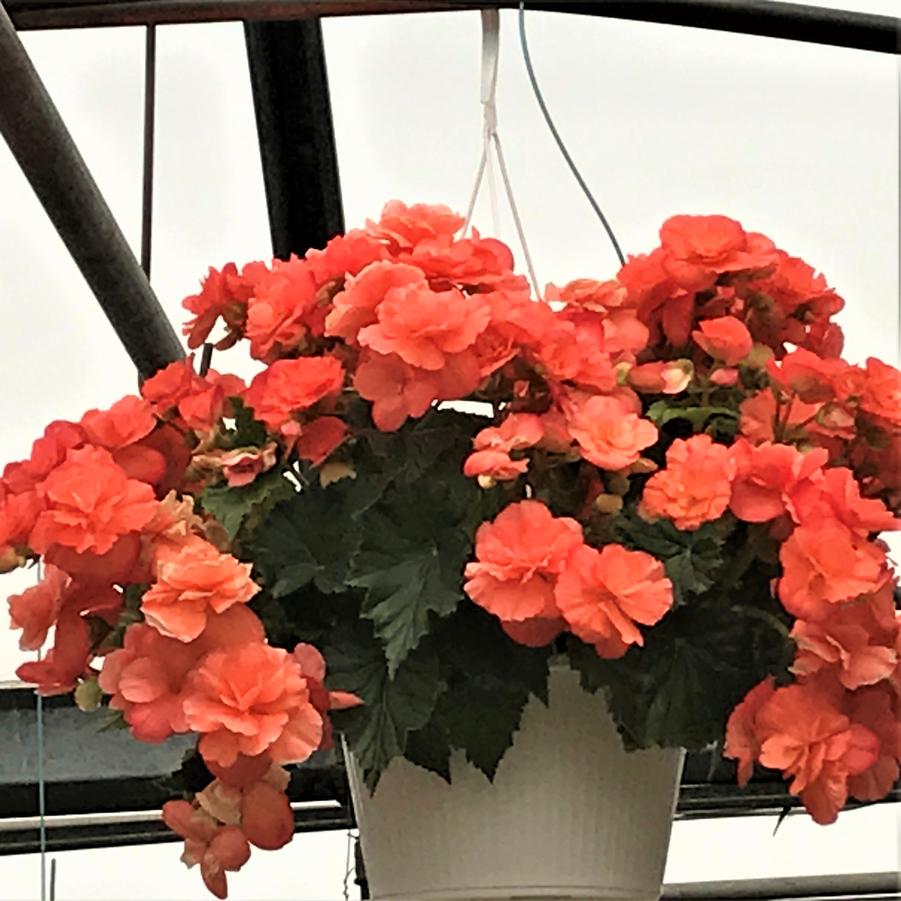 Begonia Tuberous Hanging Basket- Assorted Colors and Varieties - from Babikow Wholesale Nursery