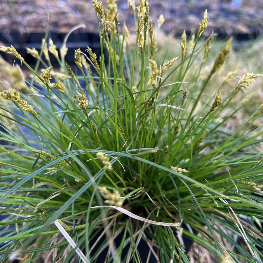 Carex albicans - White- Tinged Sedge from Babikow Wholesale Nursery