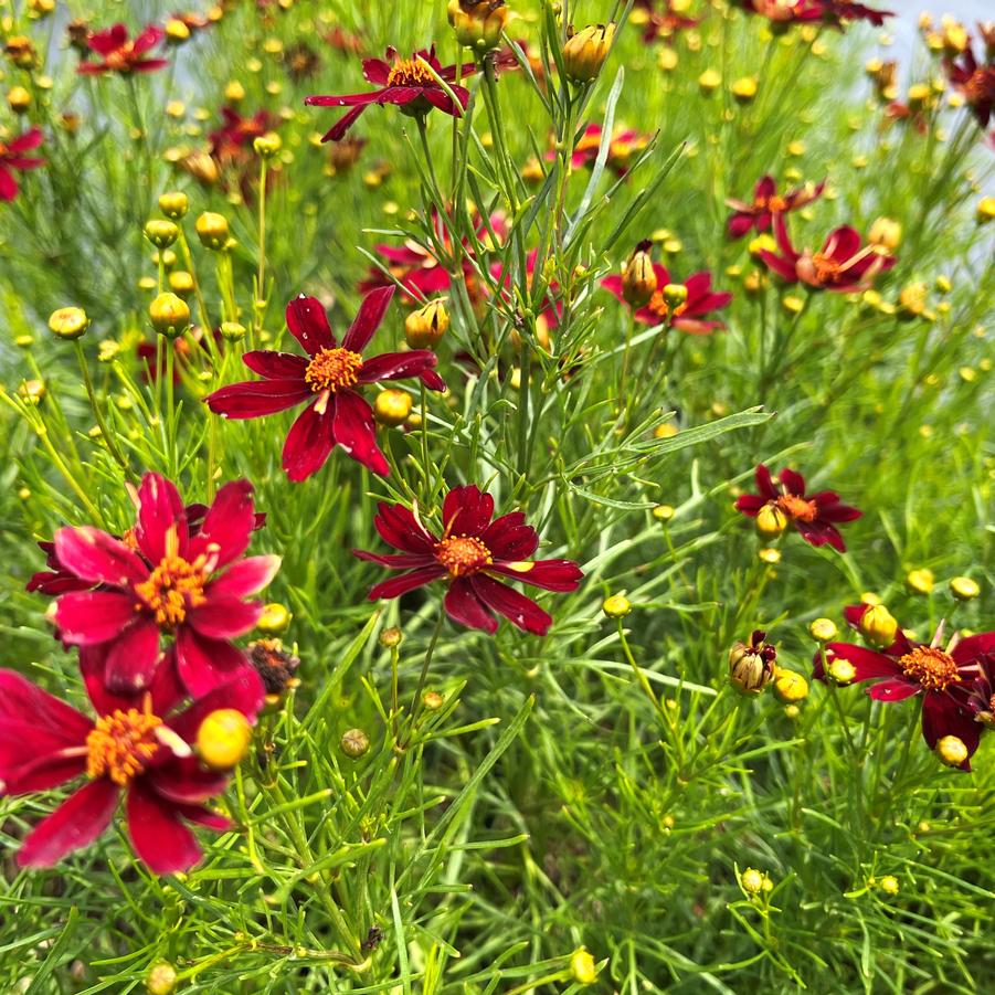 Coreopsis x Permathread (TM) 'Red Satin' - Tickseed from Babikow Wholesale Nursery