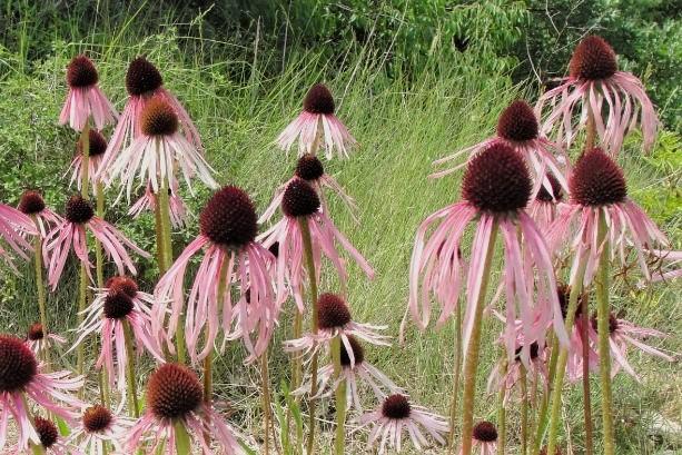 Echinacea pallida - Upright Prairie Coneflower from Babikow Wholesale Nursery