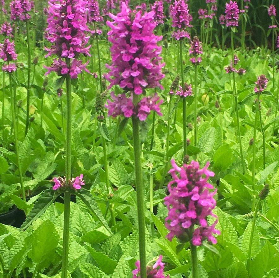 Stachys mon. 'Hummelo' - Lamb's Ear from Babikow Wholesale Nursery