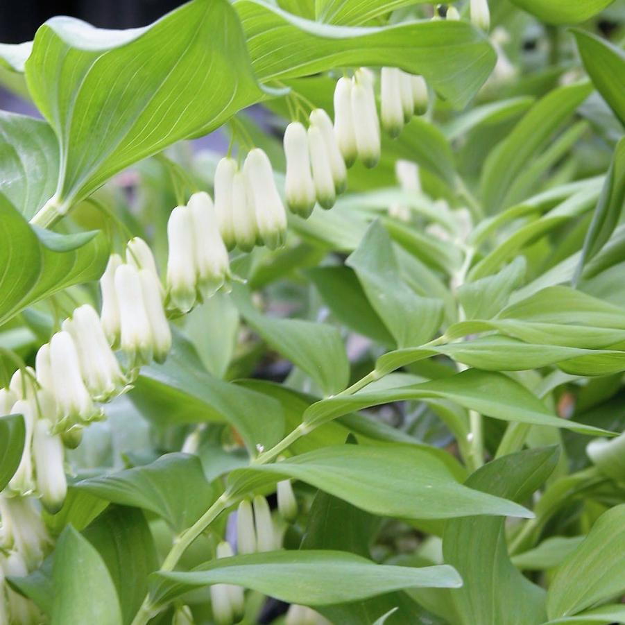 Polygonatum commutatum - Solomon's Seal from Babikow Wholesale Nursery