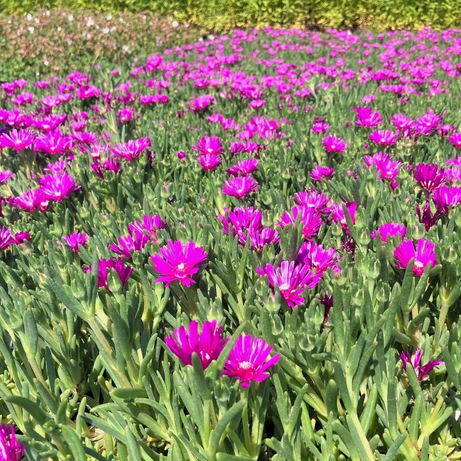 Delosperma cooperi - Ice Plant from Babikow Wholesale Nursery