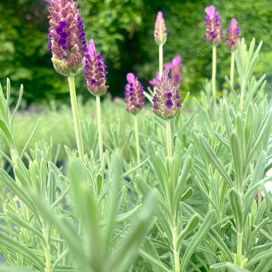 Lavandula spo. 'Anouk' - Spanish Lavender from Babikow Wholesale Nursery