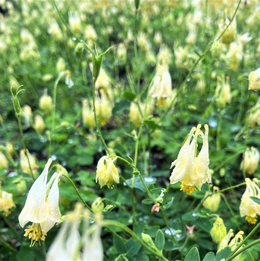 Aquilegia can. 'Corbett' - Wild Columbine from Babikow Wholesale Nursery