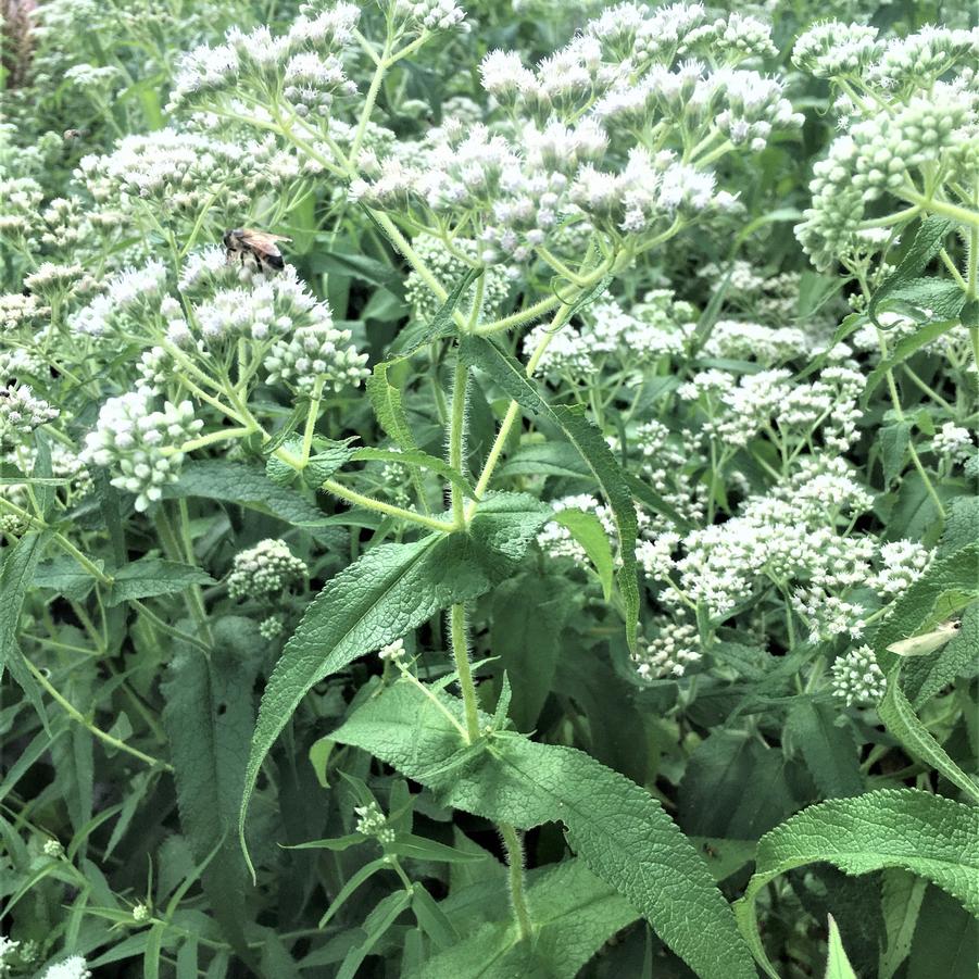 Eupatorium perfoliatum - Commen Boneset from Babikow Wholesale Nursery