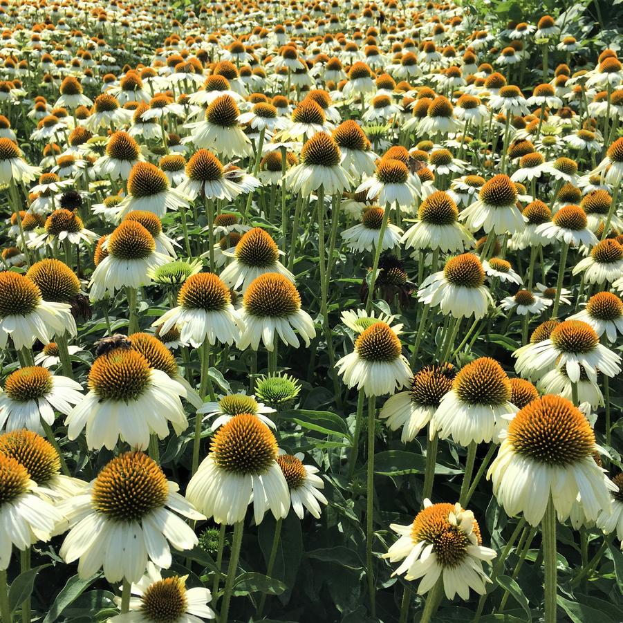 Echinacea 'Sombrero Blanco' - Hybrid Coneflower from Babikow Wholesale Nursery