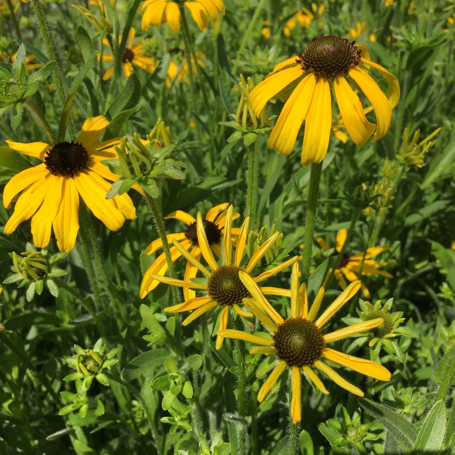 Rudbeckia 'Little Goldstar' - Coneflower from Babikow Wholesale Nursery