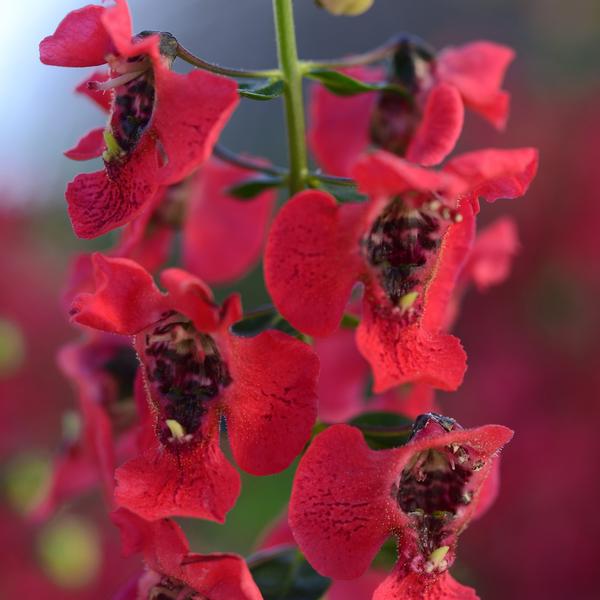 Angelonia Archangel 'Cherry Red' - Summer Snapdragon from Babikow