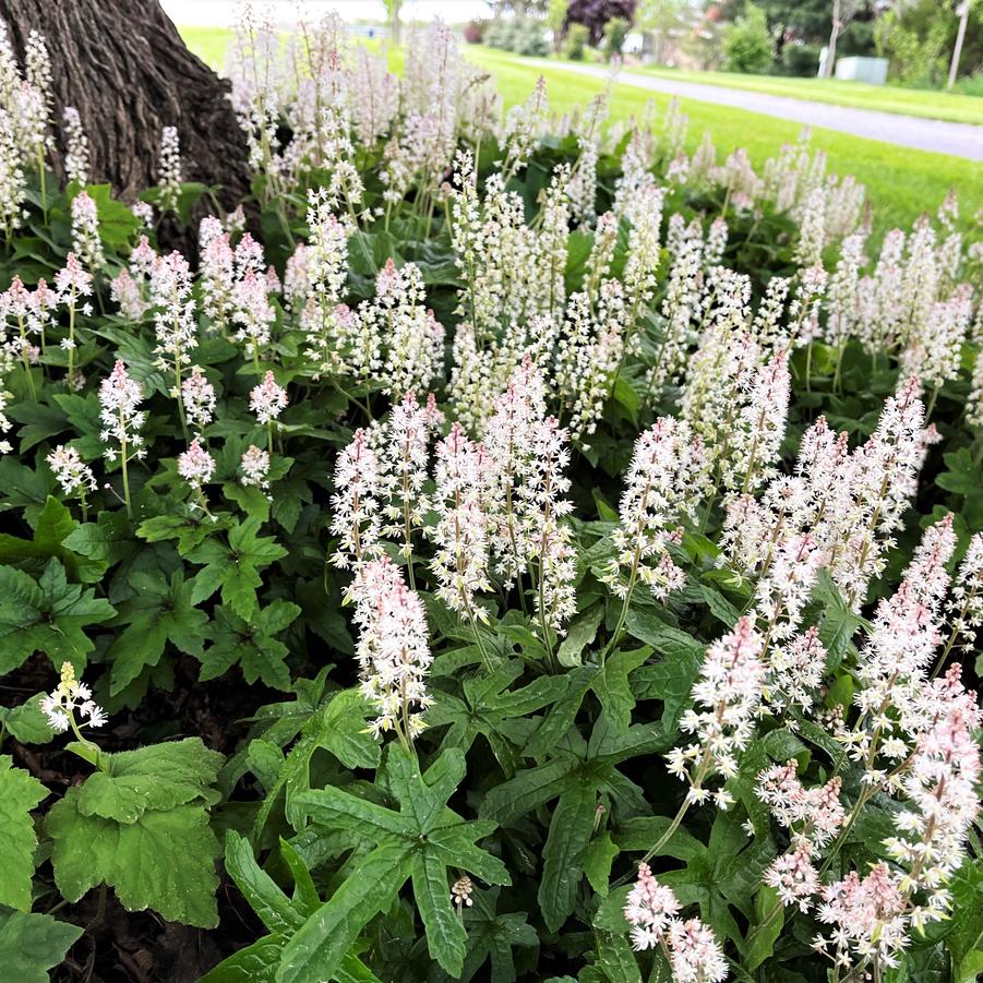 Tiarella cordifolia - Foamflower from Babikow Wholesale Nursery