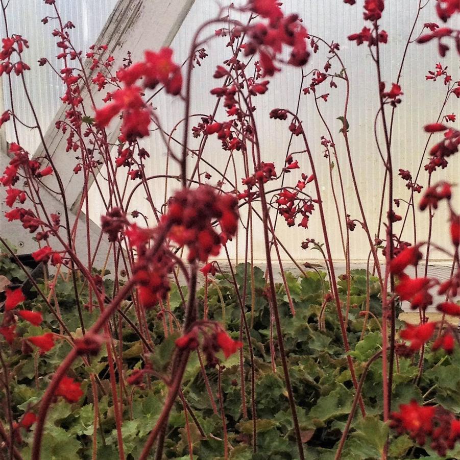 Heuchera x 'Firefly' - Coral Bells from Babikow Wholesale Nursery