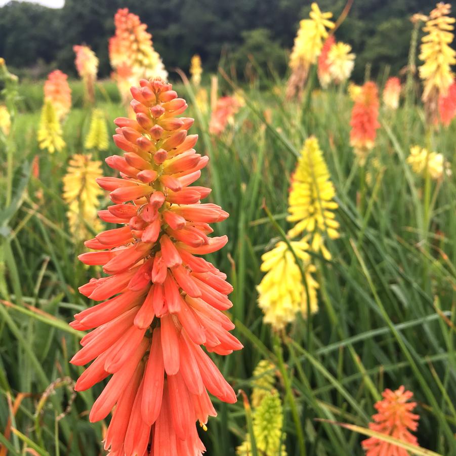 Kniphofia uva. 'Flamenco Mix' - Red Hot Poker Plant from Babikow Wholesale Nursery