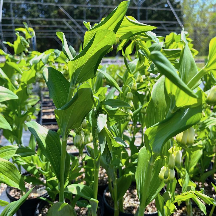 Polygonatum biflorum - Smooth Solomon's Seal from Babikow Wholesale Nursery