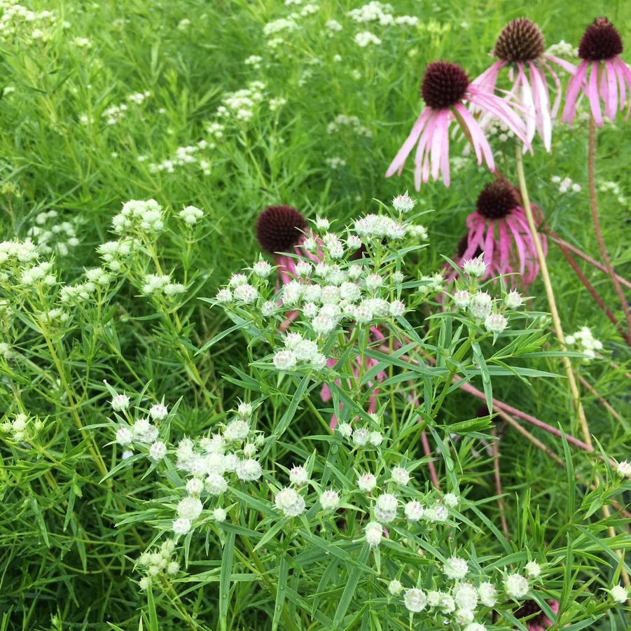 Pycnanthemum tenuifolium - Narrowleaf Mountain Mint from Babikow Wholesale Nursery