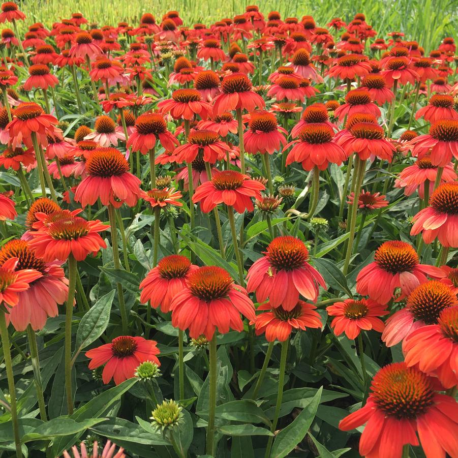 Echinacea 'Tomato Soup' - Coneflower from Babikow Wholesale Nursery