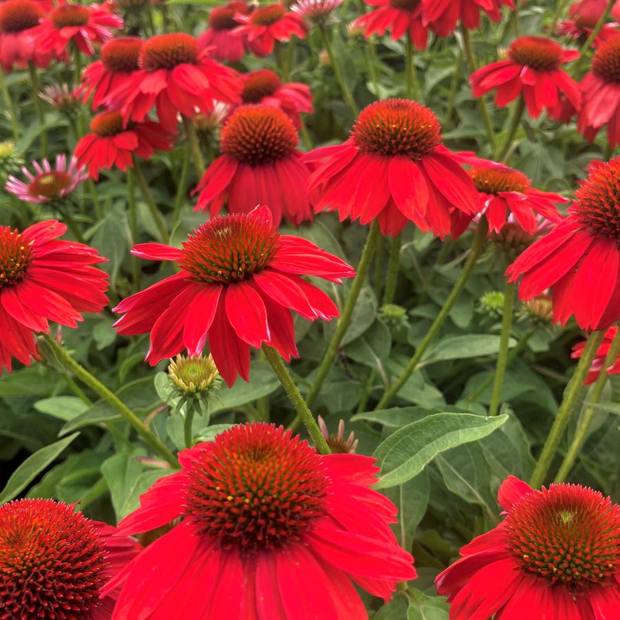 Echinacea Sombrero® 'Sombrero Salsa Red' - from Babikow Wholesale Nursery