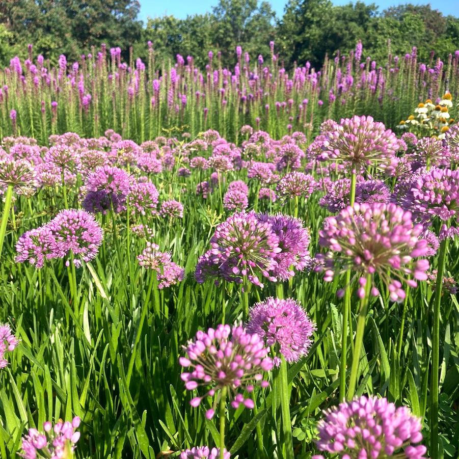 Allium 'Millenium' - Ornamental Onion from Babikow Wholesale Nursery