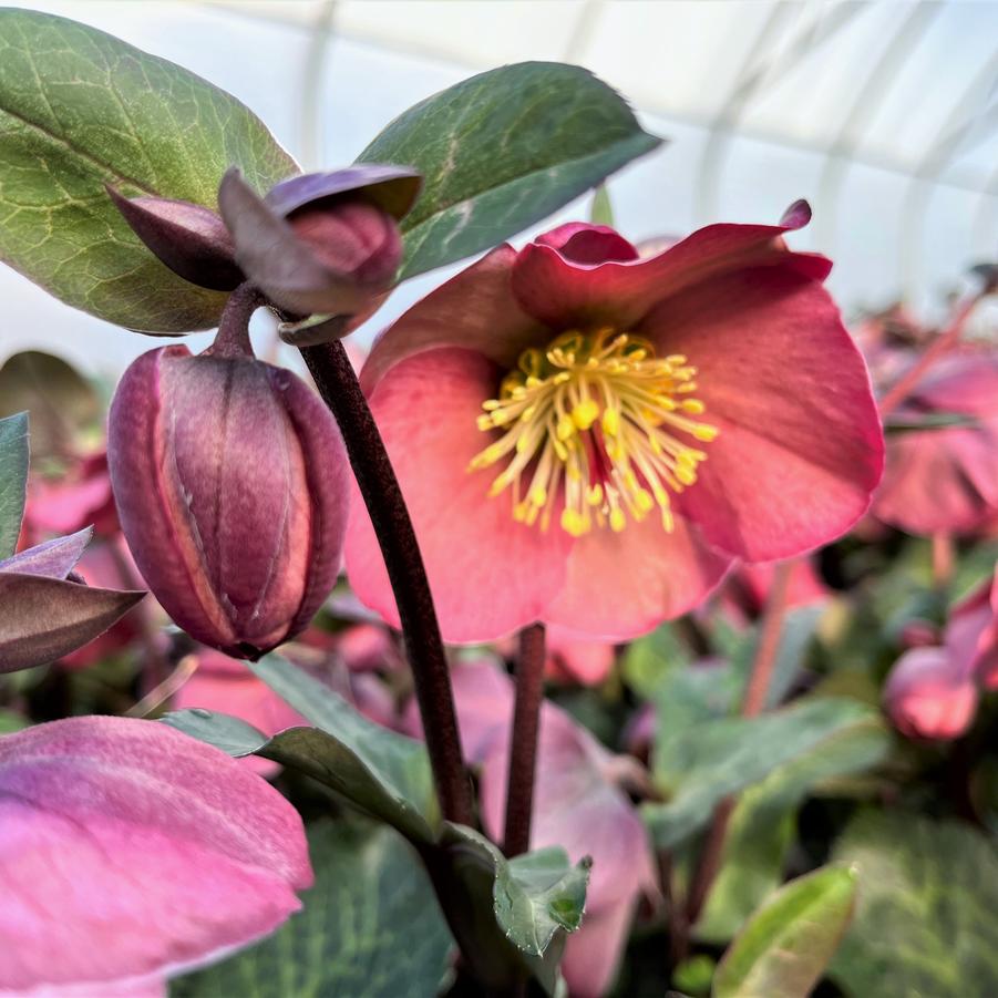 Helleborus 'Frostkiss Penny's Pink' - from Babikow Wholesale Nursery